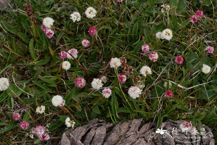 圆穗蓼Polygonum macrophyllum