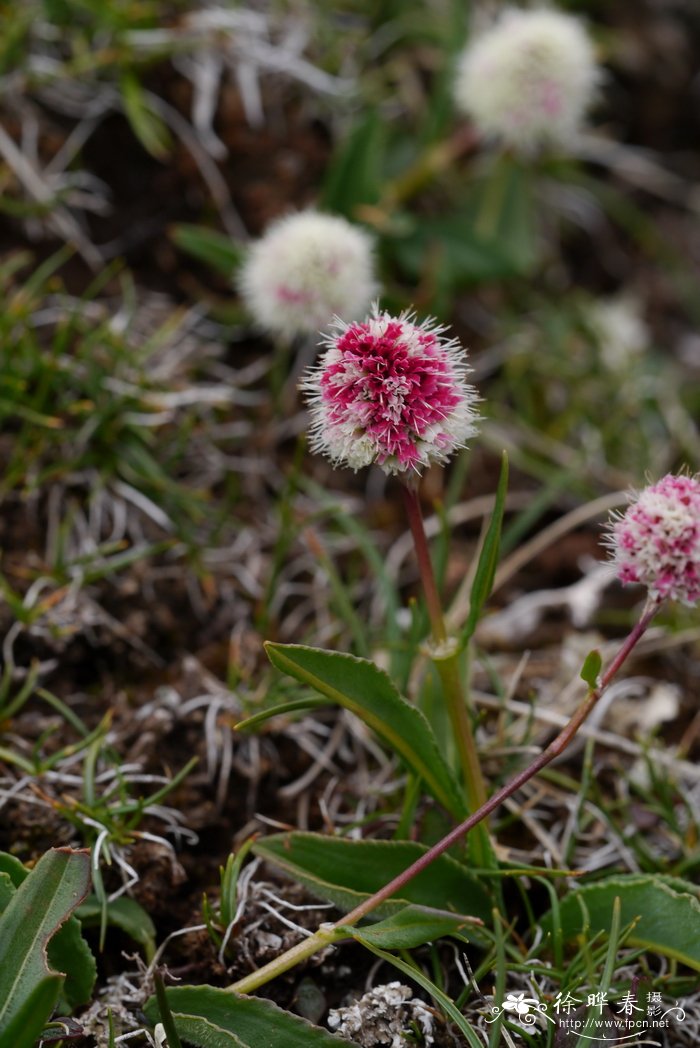 圆穗蓼Polygonum macrophyllum