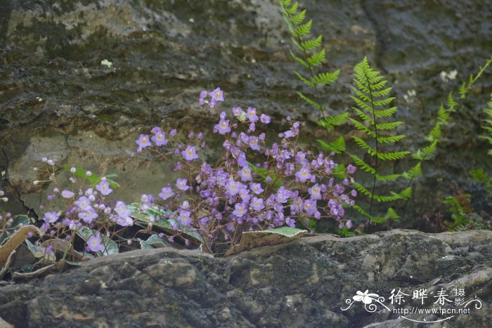 厚叶蛛毛苣苔Paraboea crassifolia