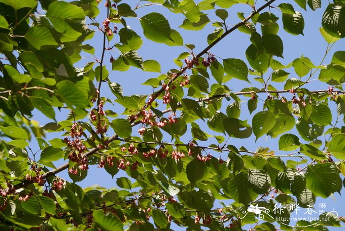 领春木Euptelea pleiosperma