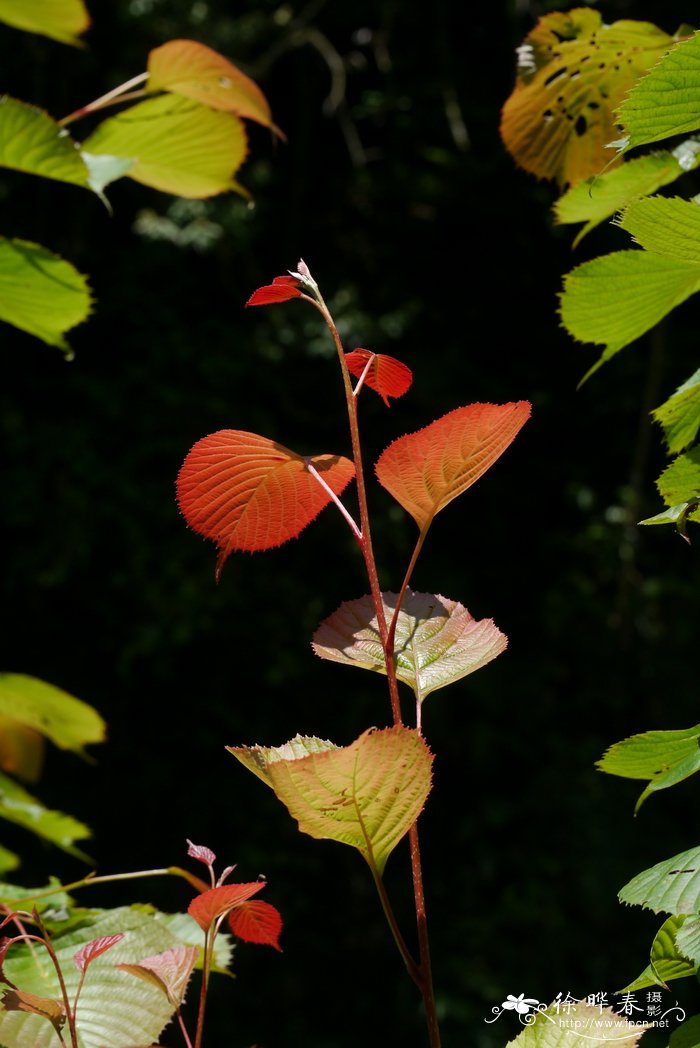 领春木Euptelea pleiosperma