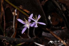 杯药草 Cotylanthera paucisquama