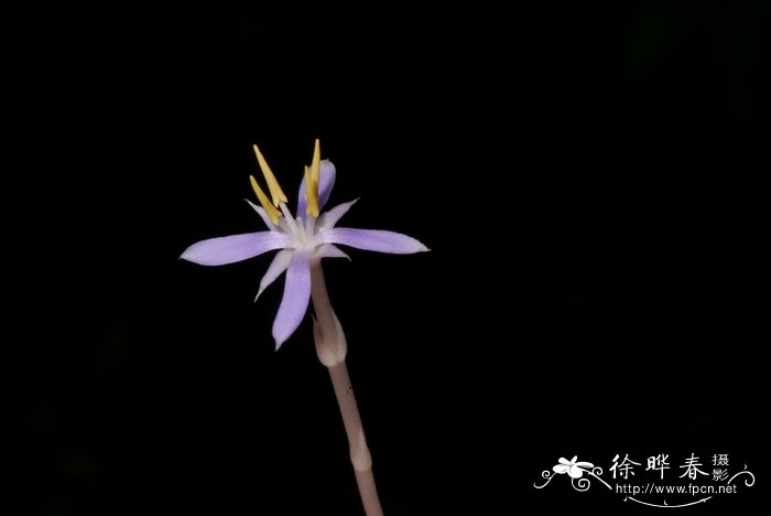 杯药草 Cotylanthera paucisquama