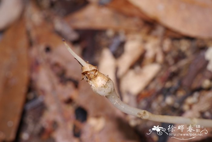杯药草 Cotylanthera paucisquama