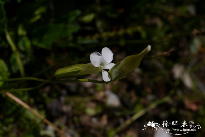 扁蕾Gentianopsis barbata