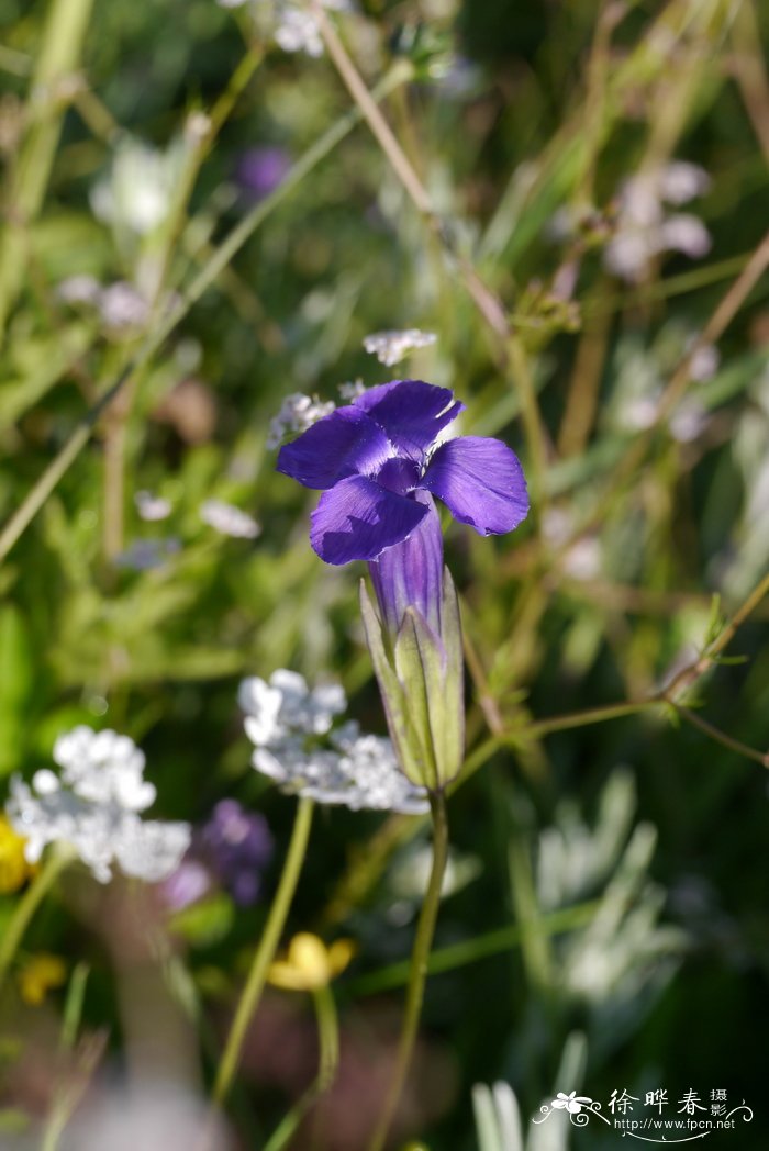 扁蕾Gentianopsis barbata