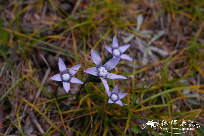 镰萼喉毛花 Comastoma falcatum