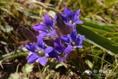 达乌里龙胆Gentiana dahurica