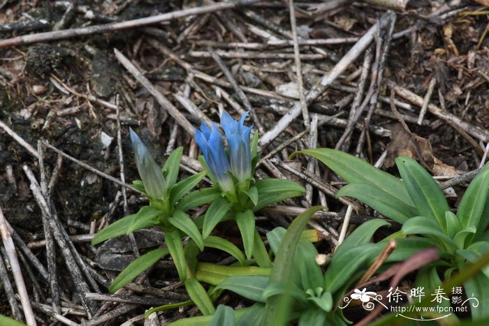 五岭龙胆Gentiana davidii