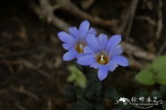 华南龙胆Gentiana loureiroi