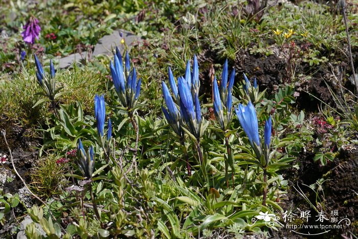 三歧龙胆Gentiana trichotoma