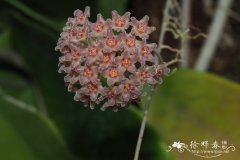 樟叶球兰Hoya camphorifolia
