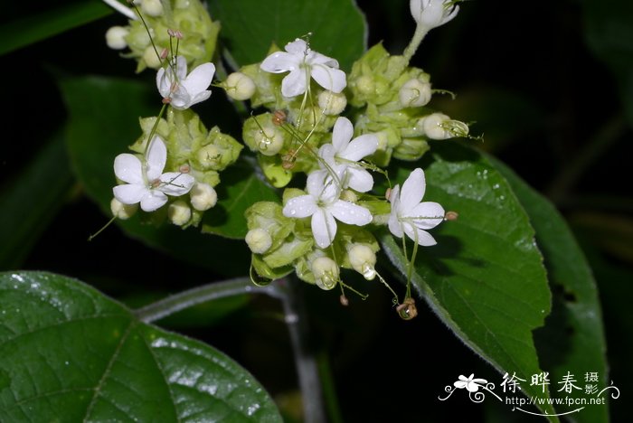 灰毛大青Clerodendrum canescens