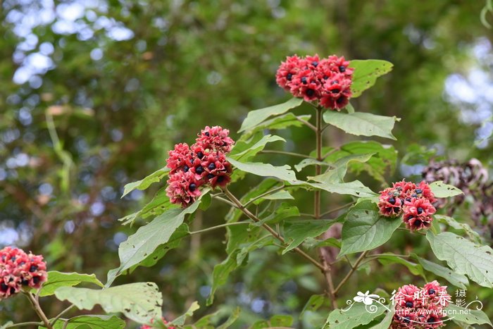 灰毛大青Clerodendrum canescens