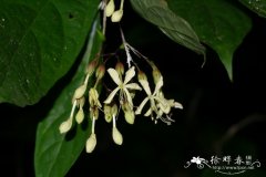 南垂茉莉Clerodendrum henryi