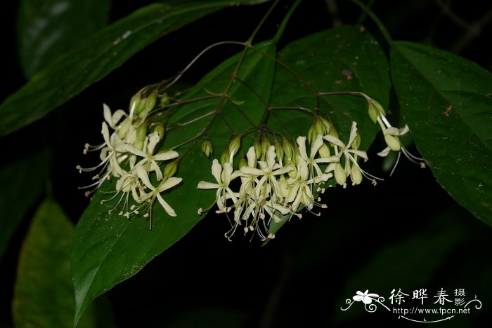 南垂茉莉Clerodendrum henryi