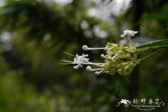 广东大青Clerodendrum kwangtungense