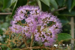 全缘叶紫珠Callicarpa integerrima