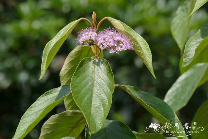 全缘叶紫珠Callicarpa integerrima