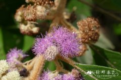 枇杷叶紫珠Callicarpa kochiana