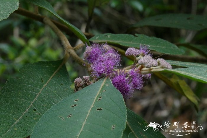 枇杷叶紫珠Callicarpa kochiana