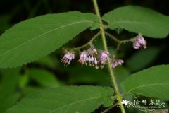 长柄紫珠Callicarpa longipes