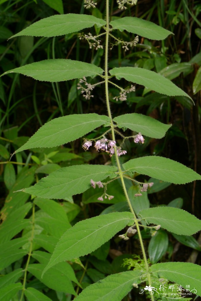 长柄紫珠Callicarpa longipes