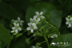 穿叶春美草Claytonia perfoliata