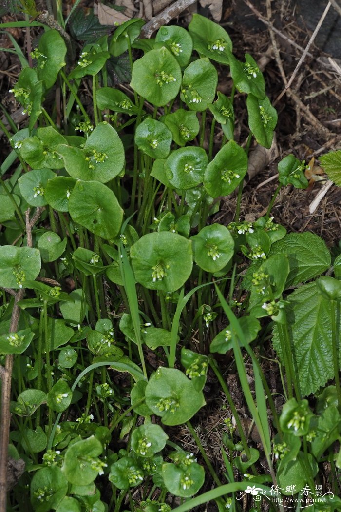 穿叶春美草Claytonia perfoliata