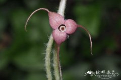 尾花细辛Asarum caudigerum