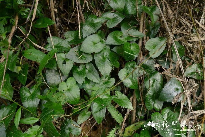 尾花细辛Asarum caudigerum