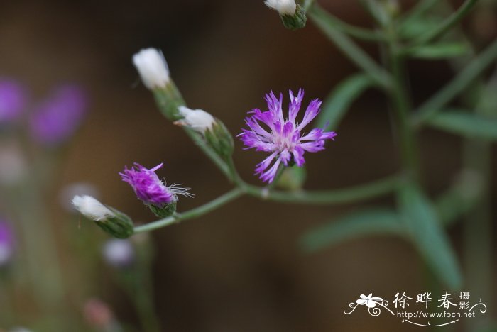 夜香牛Vernonia cinerea