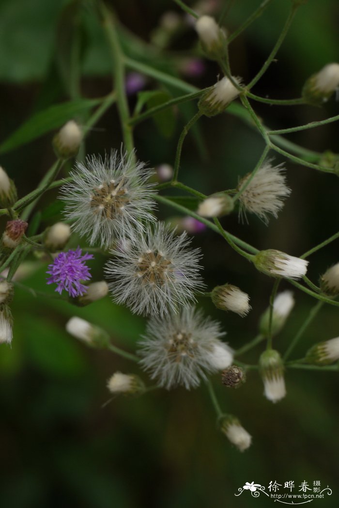 夜香牛Vernonia cinerea