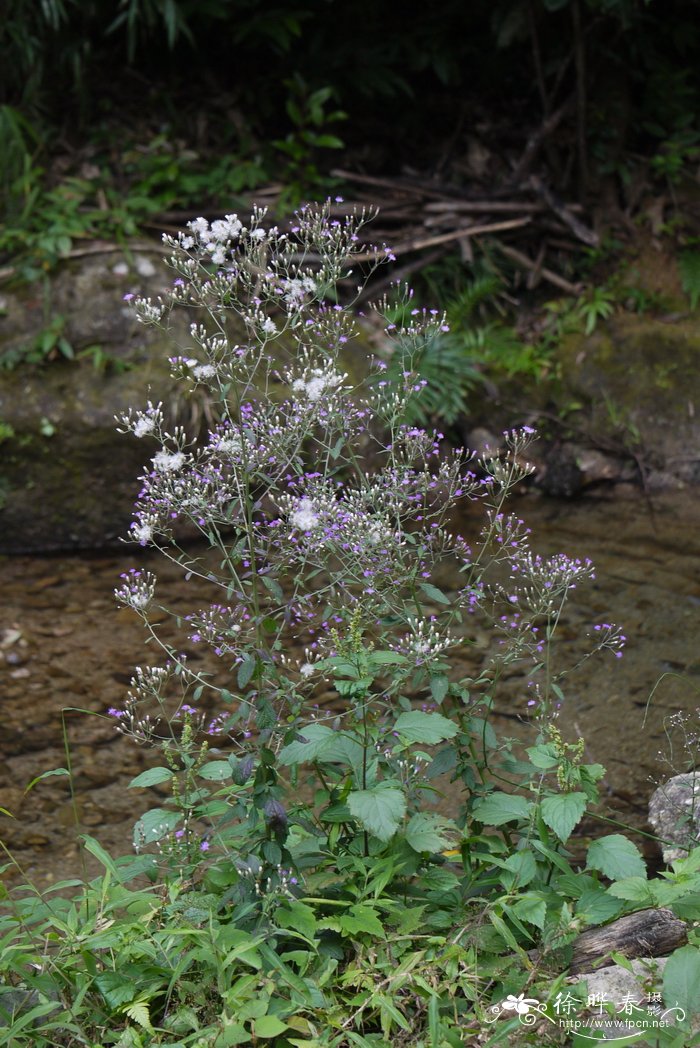 夜香牛Vernonia cinerea