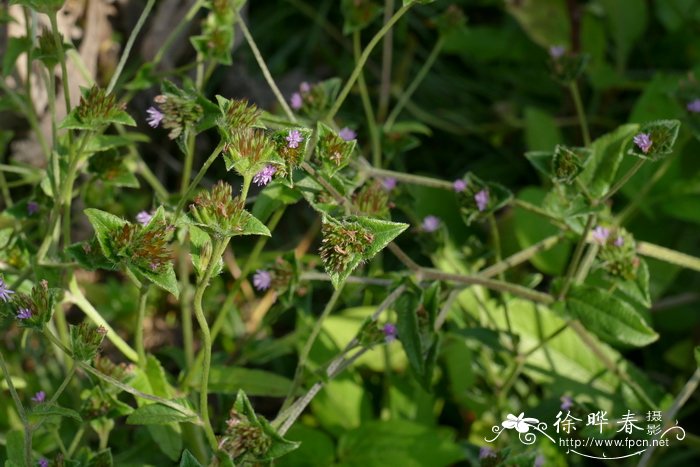地胆草Elephantopus scaber