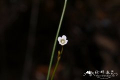 水田白Mitrasacme pygmaea