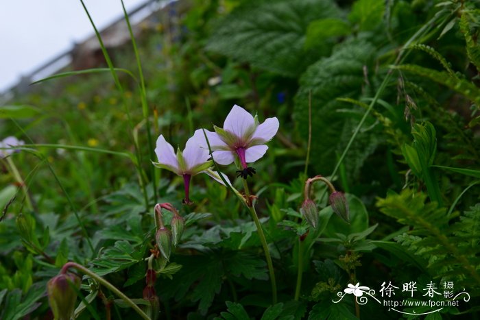 反瓣老鹳草Geranium refractum
