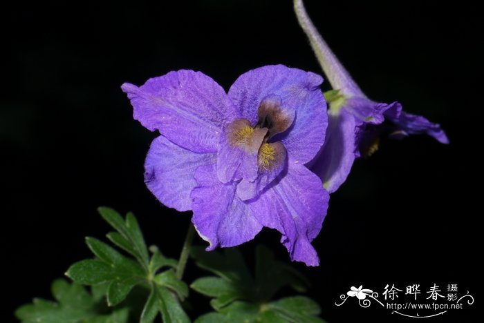  贺兰翠雀花Delphinium albocoeruleum var. przewalskii