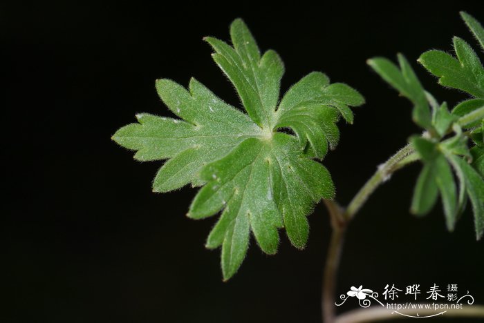  贺兰翠雀花Delphinium albocoeruleum var. przewalskii