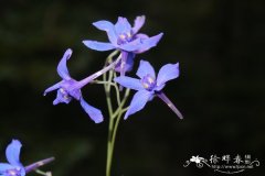 软毛翠雀花Delphinium mollipilum