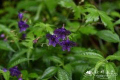 螺距黑水翠雀花,川黔翠Delphinium potaninii var. bonvalotii