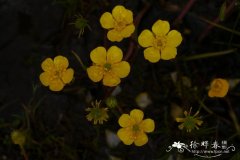 云生毛茛Ranunculus nephelogenes