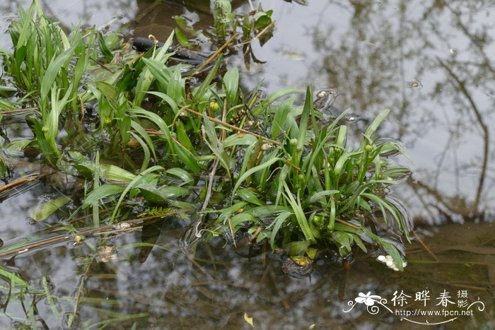 云生毛茛Ranunculus nephelogenes