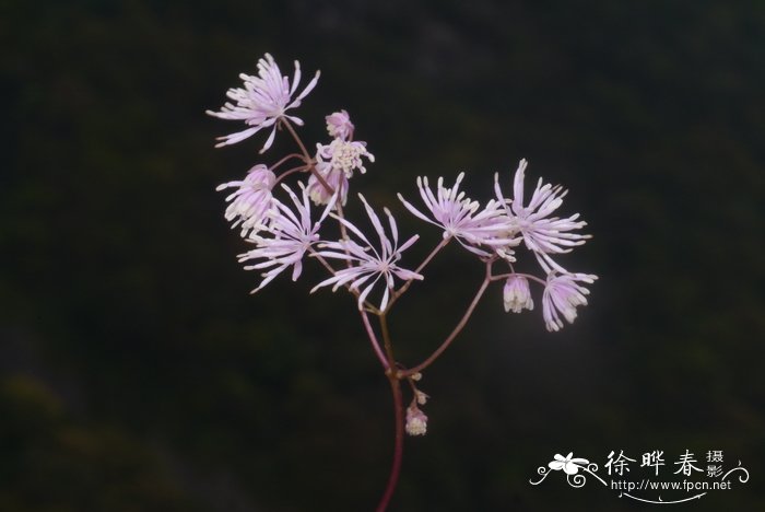 尖叶唐松草Thalictrum acutifolium