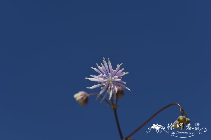 尖叶唐松草Thalictrum acutifolium