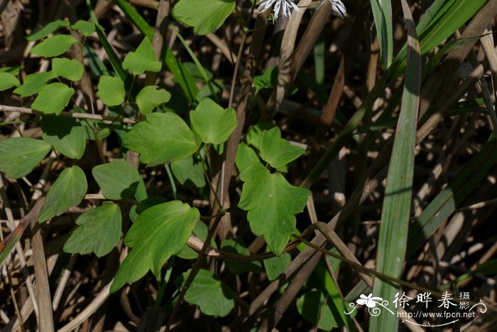 尖叶唐松草Thalictrum acutifolium