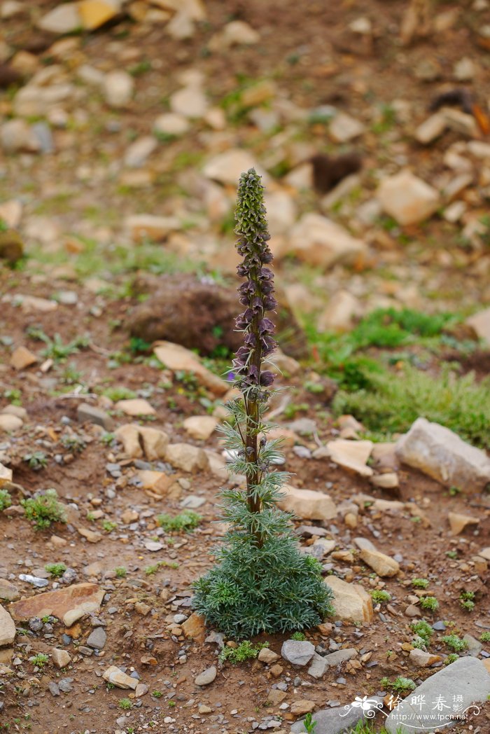伏毛铁棒槌Aconitum flavum