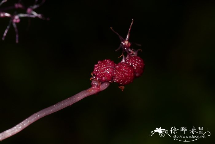 大柱霉草Sciaphila secundiflora