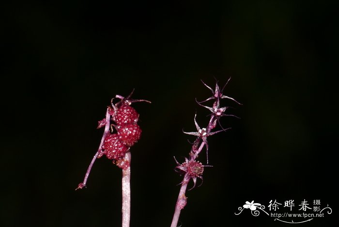 大柱霉草Sciaphila secundiflora