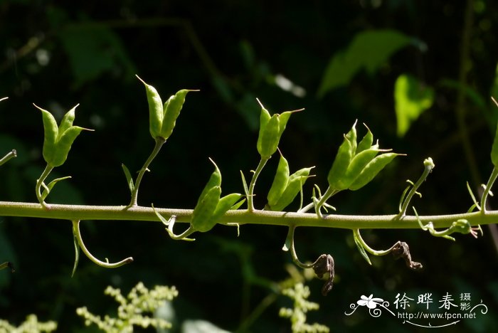 高乌头Aconitum sinomontanum_花卉图片网